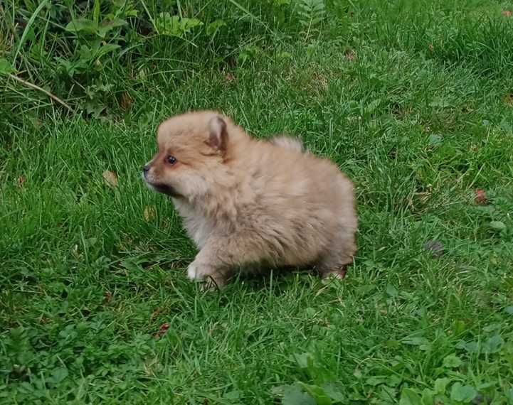 Szpic miniaturowy Pomeranian szczeniak