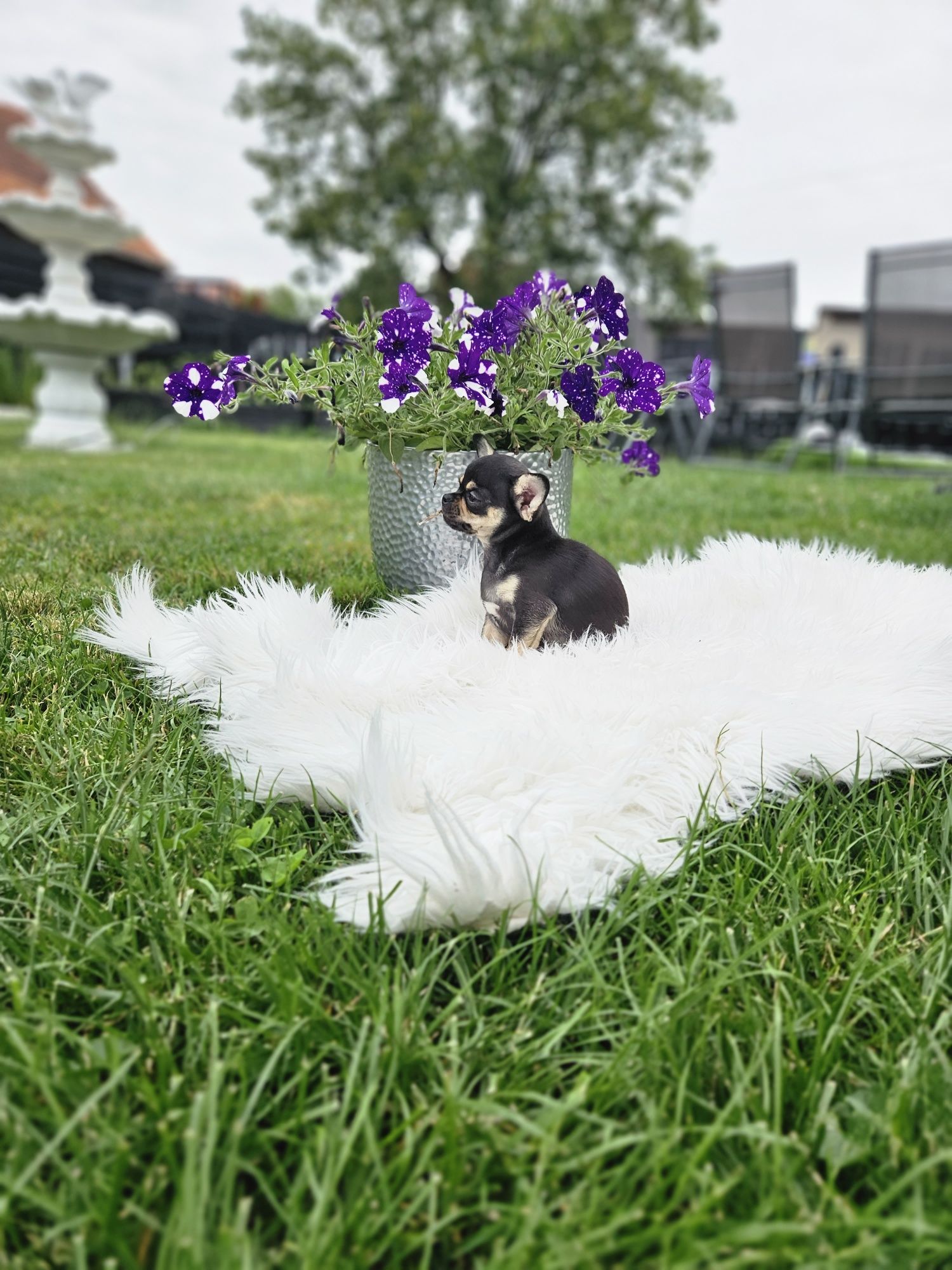 Chihuahua chłopczyk 14 tyg do 2 kg