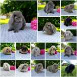 Mini lop rasowy metryka legalna hodowla miniaturka baranek