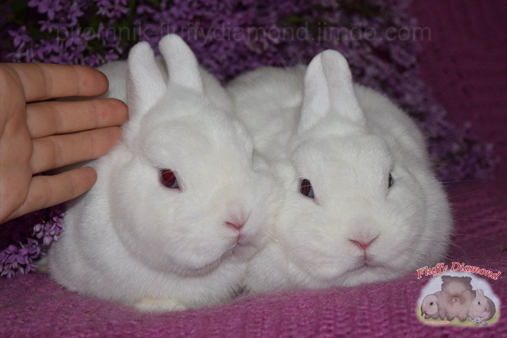 Чистопородные гермелины из питомника Fluffy Diamond.Самые маленькие