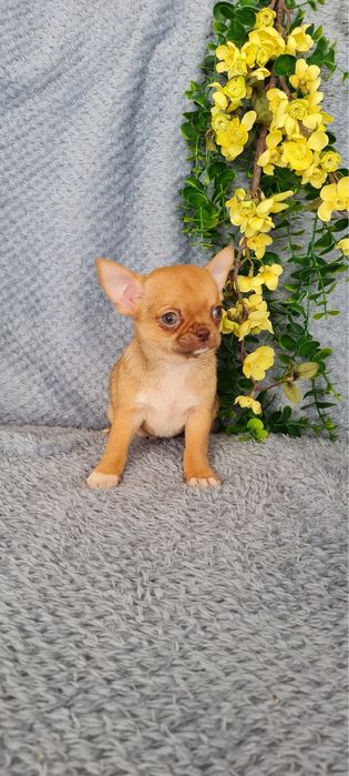 Excelente mini mini choco fawn Chihuahua/Chiuaua de Qualidade