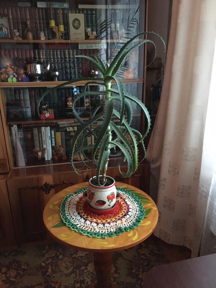 Алоєвера