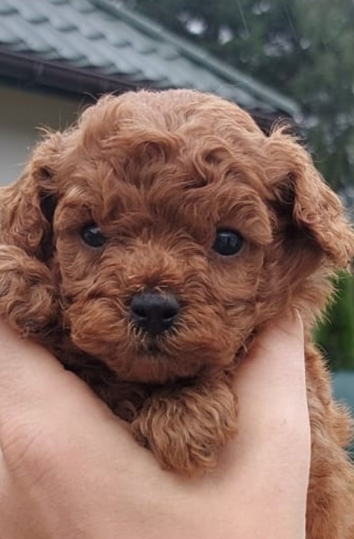 Pudel Toy 100% Redbrown piękne