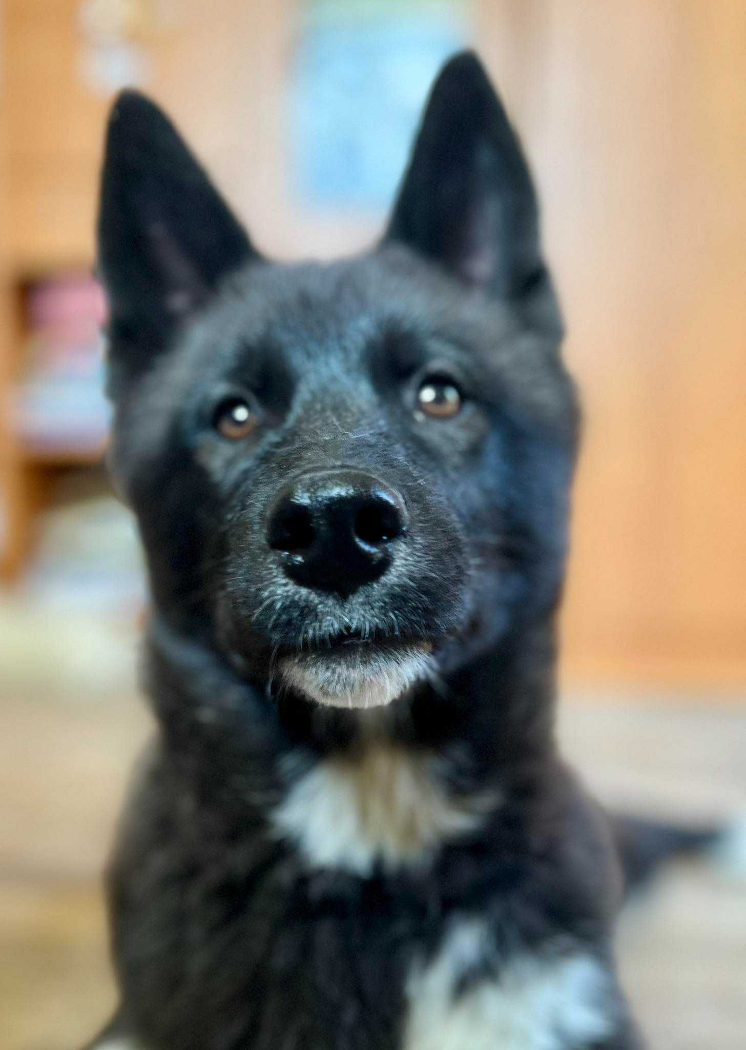 Siberian Husky po pracujących rodzicach Doskonała socjalizacja
