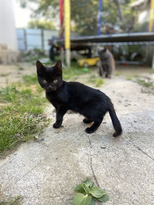 Кошенята шукають сім‘ю)