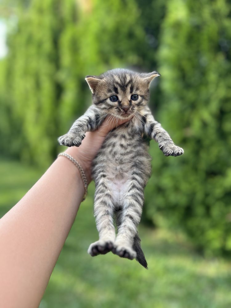 Віддам кошенятка