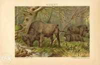 1898 r. Zwierzęta II oryginalne XIX w. chromolitografie - Wysyłka