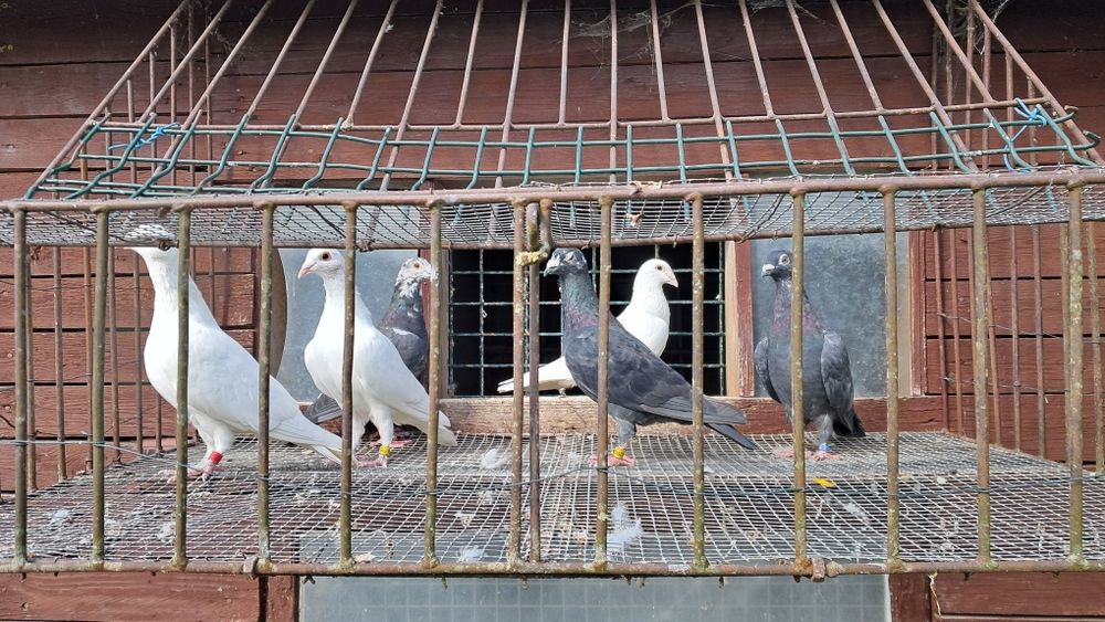Gołębie pocztowe kolorowe