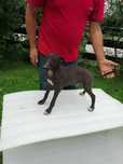 Chart Angielski Whippet
