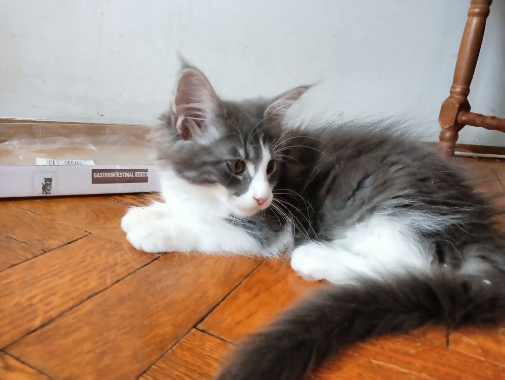 Maine coon kotka niebieska z białym pręgowana rodowód FPL