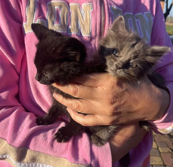 Віддам в хороші руки