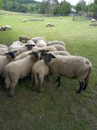 Owce czarnogłówki