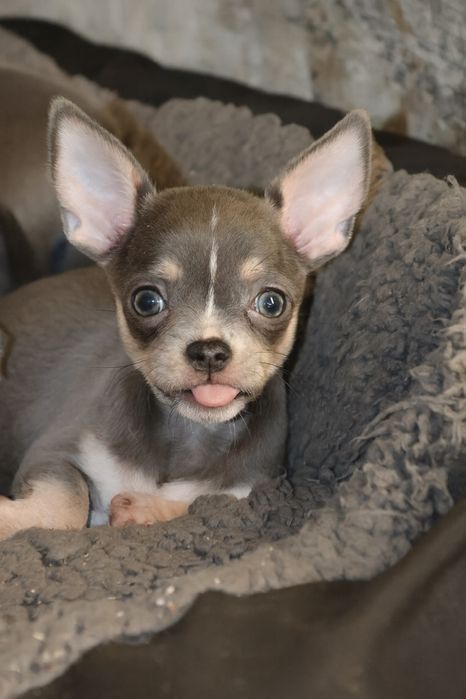 Chihuahua Niebieska Suczka XXS