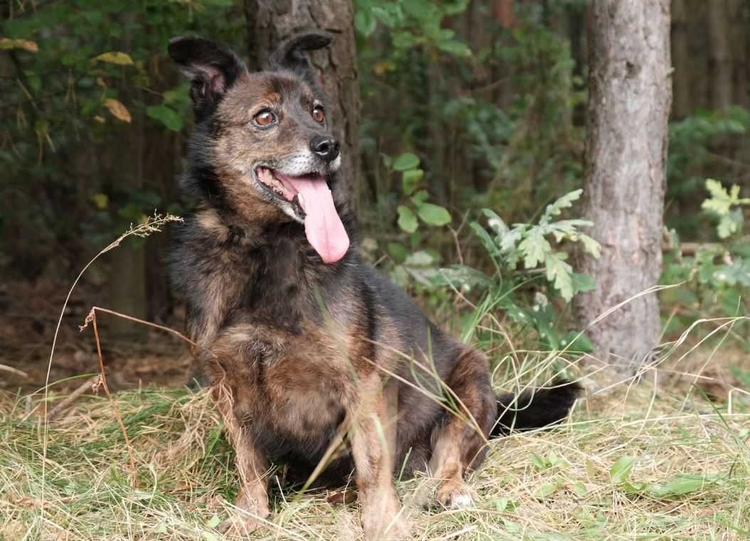 Stiff całe życie spędził w schronisku... Czy ma jeszcze szansę na dom?