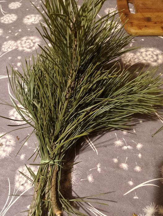 Jgły bukiet z sosny