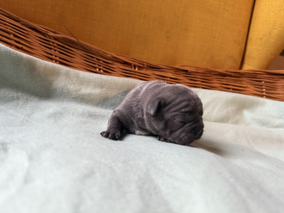 Buldog francuski (dziewczynki )  linia Big-Rope