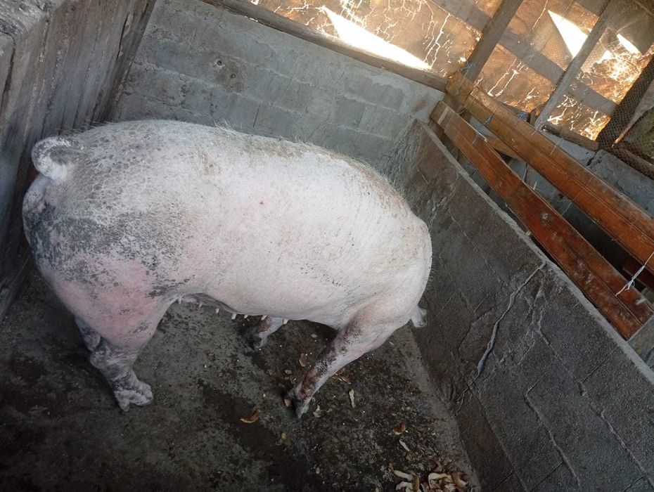 Exelente porca pietrain