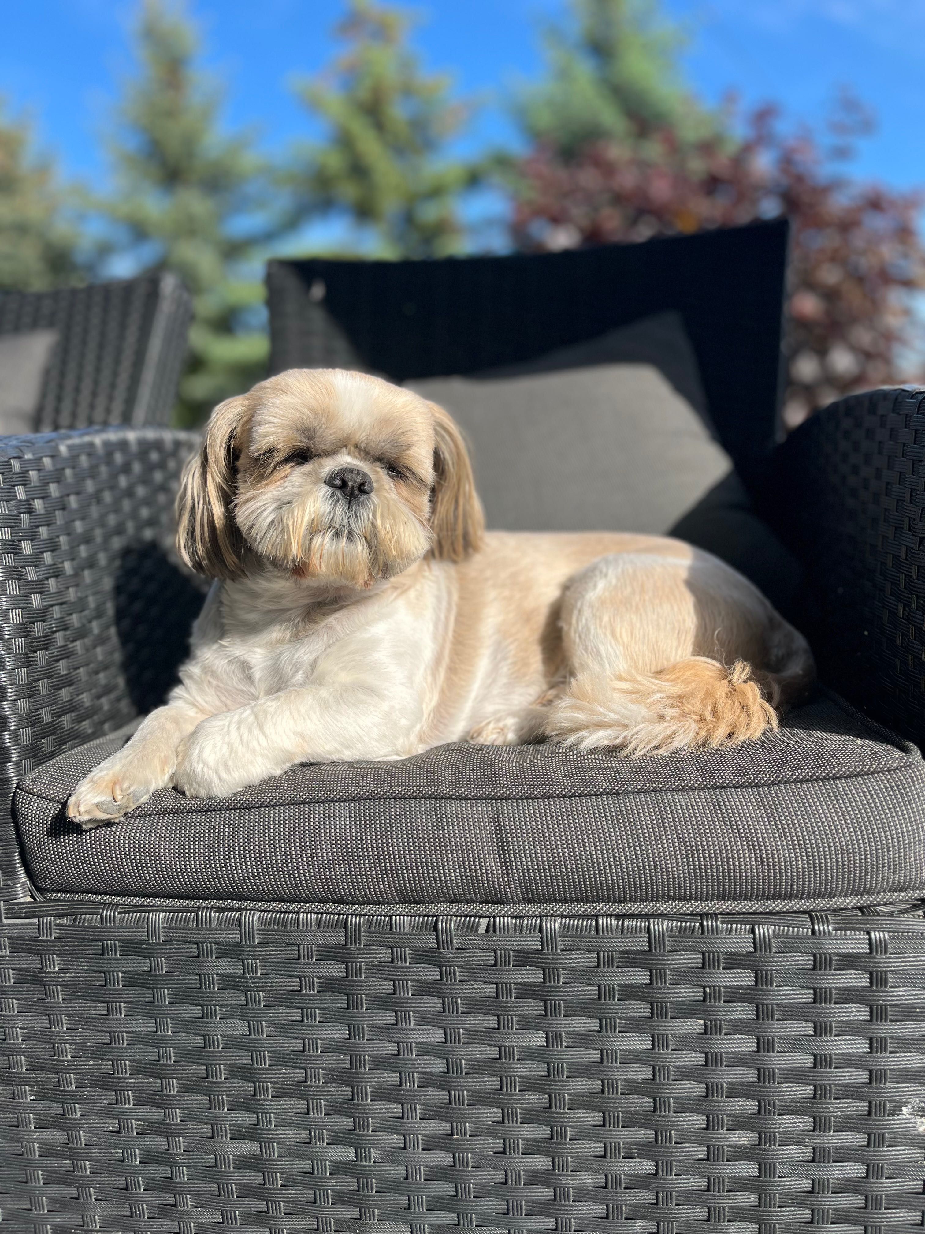Szczeniaczek rasy shih tzu