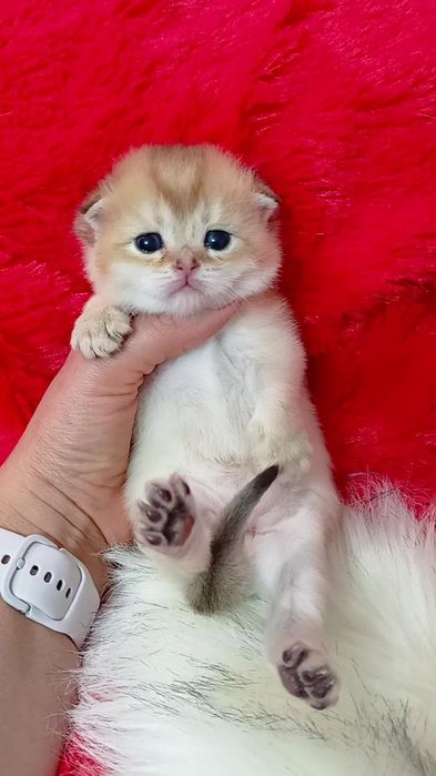 3 висловухі дівчинки золота шиншила