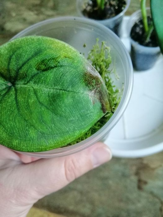 Сингониум крупнолистные набор. Австралия, чиапенс, ледяное сердце.