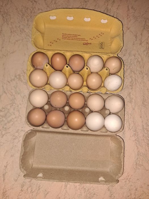 Sprzedam jajka wiejskie