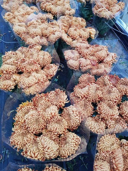 Chryzantemy drobno- i wielkokwiatowe sprzedaż hurtowa i detaliczna