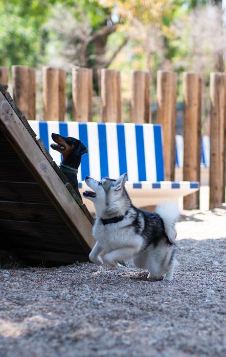 Estadia Familiar Individual - Seu pet nosso único hóspede - pet sitter