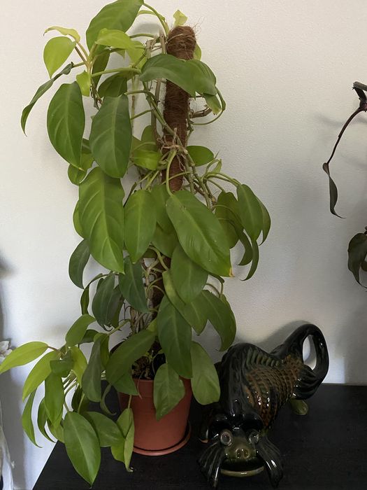 Філодендрон лайм