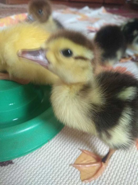 Індокачки живою вагою та індокаченята