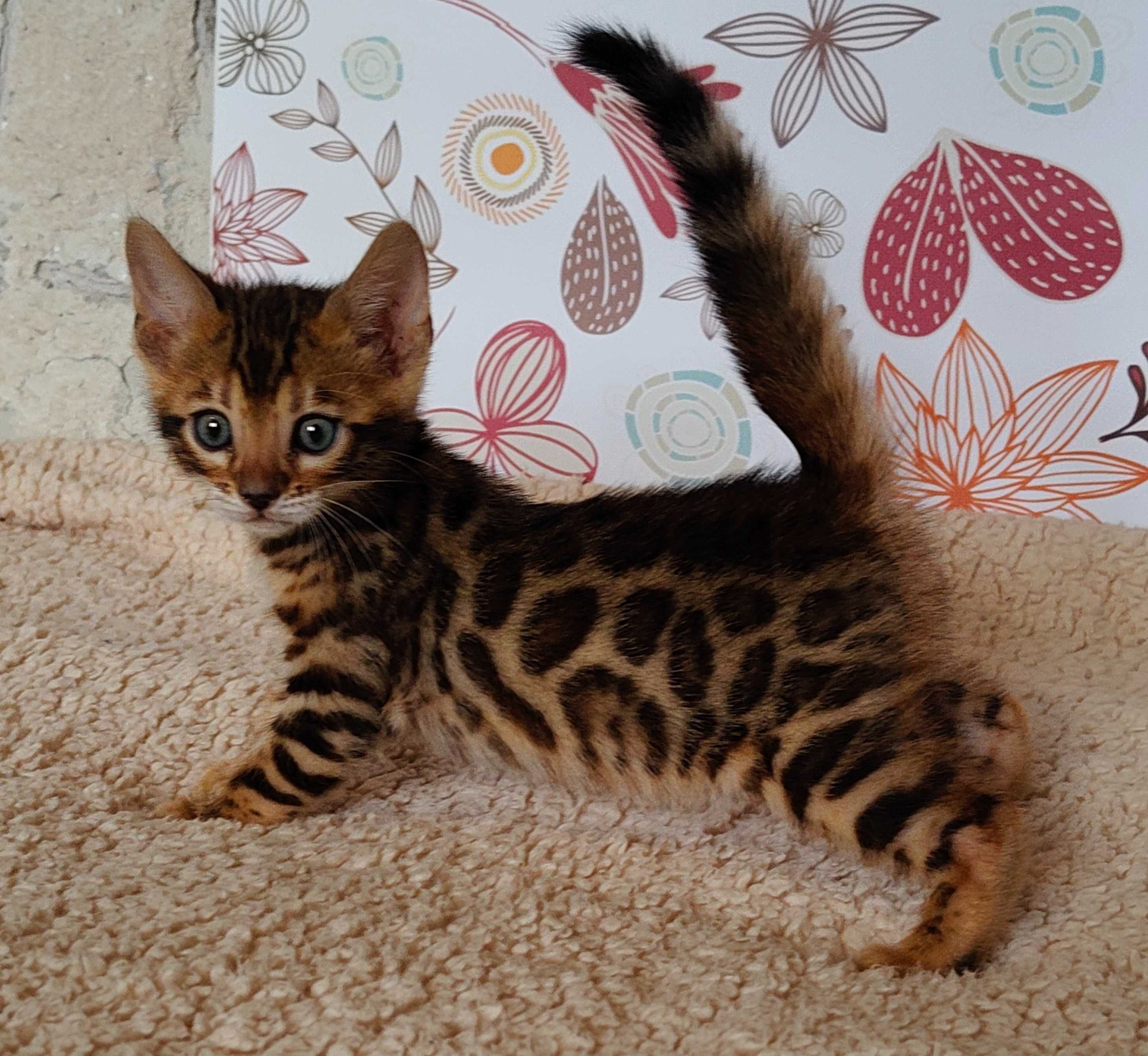 Kocurek bengalski z rodowodem