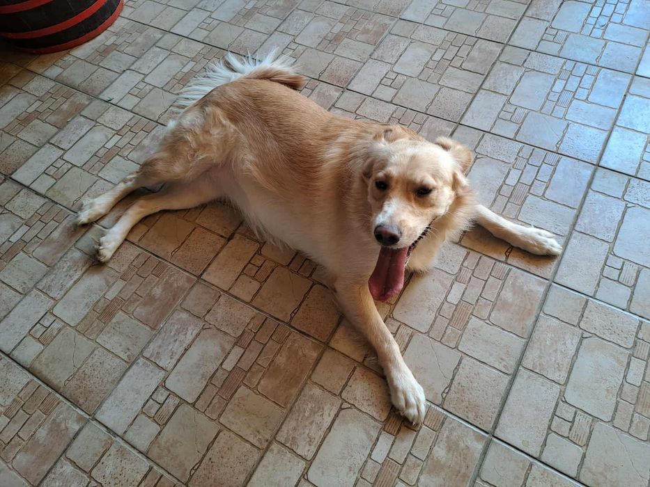 2-letnia Luna do adopcji super towarzyszka