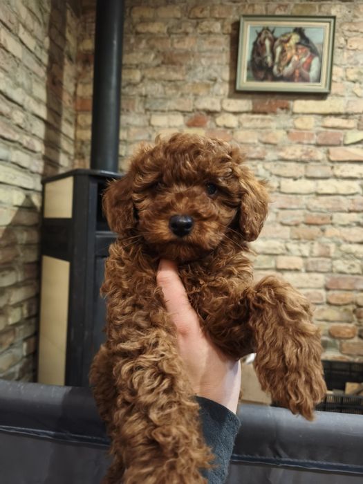 Pudel toy/mini , pudel red