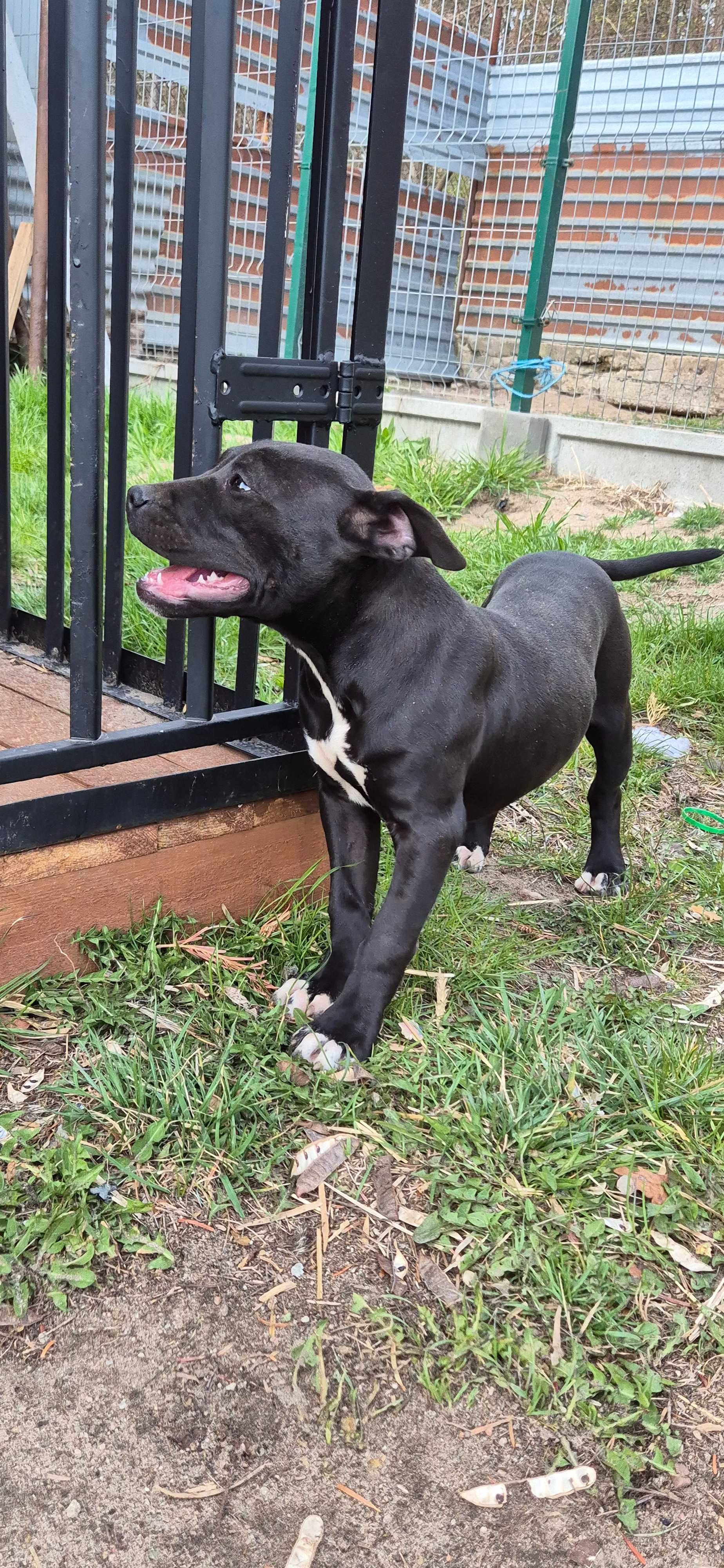 American Pitbull Terrier
