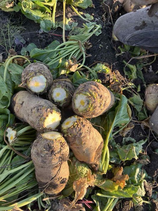 Кормовий буряк опт