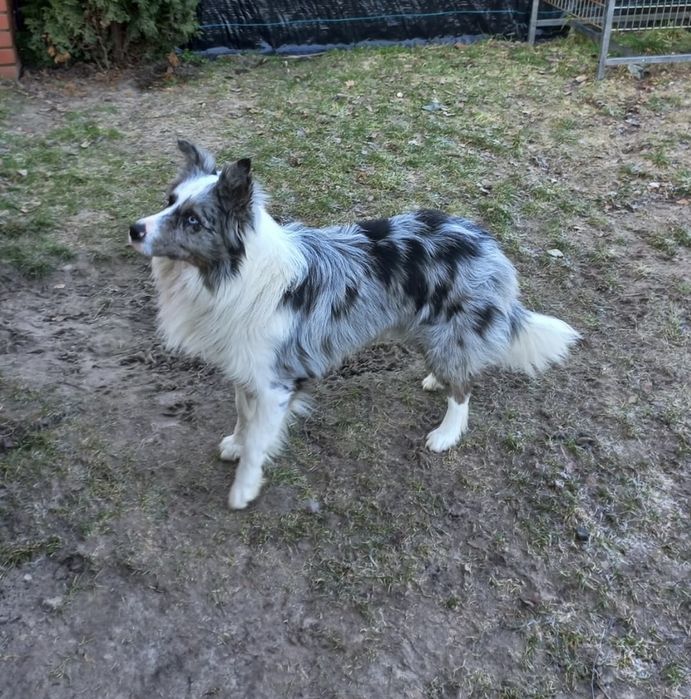 Border Collie blue merle pies