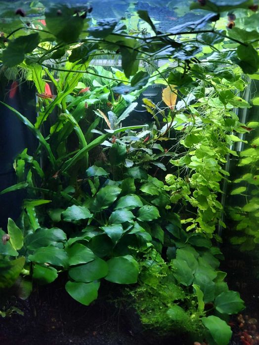 Anubias roślina akwariowa