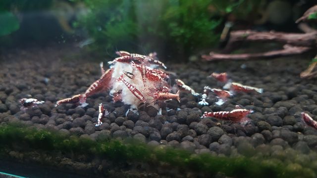 Red galaxy fishbone  caridina krewetki krewetka