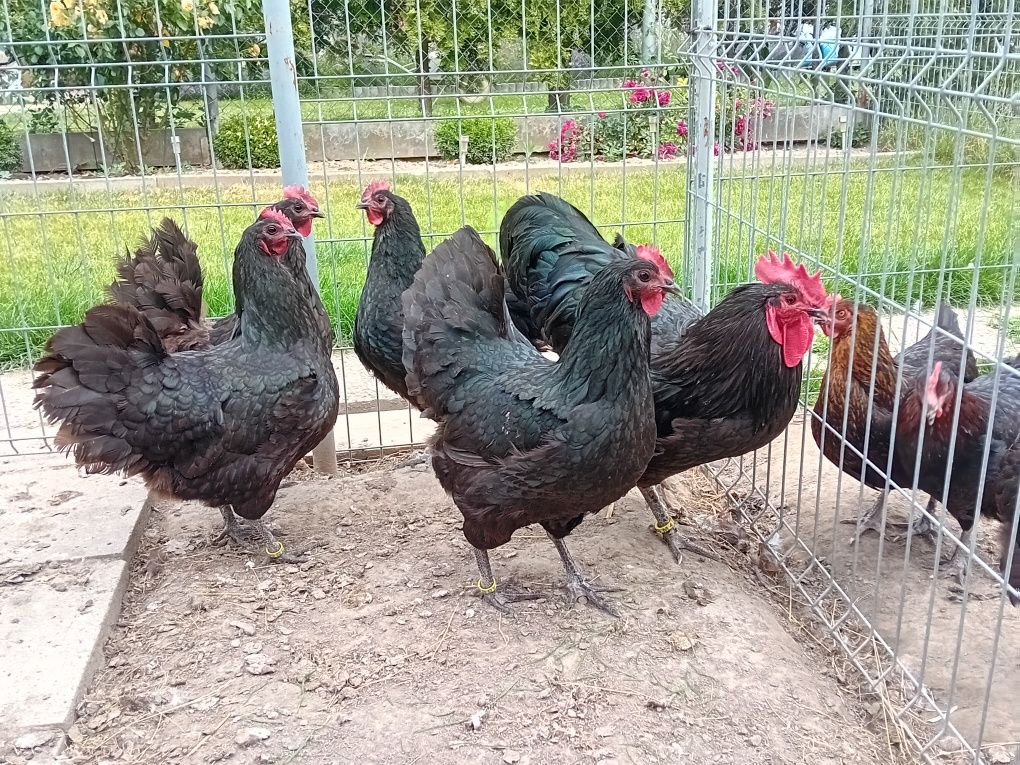 Jaja lęgowe kur Australorp czarny