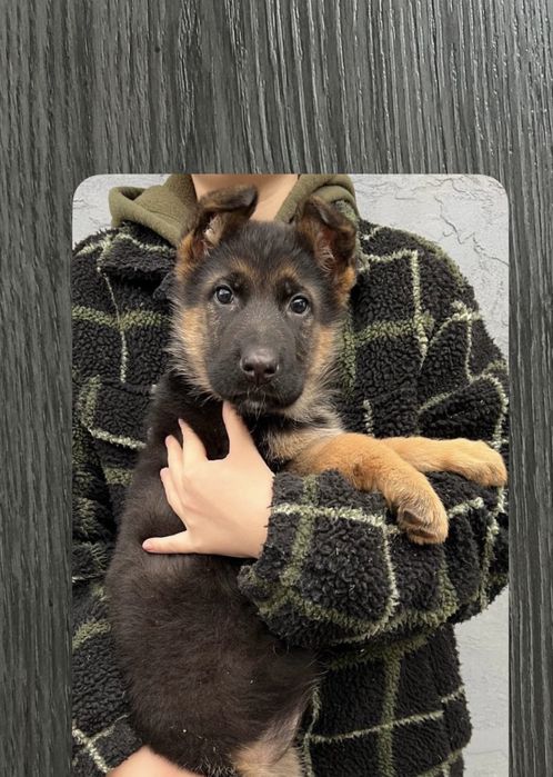 Цуциня німецької вівчарки