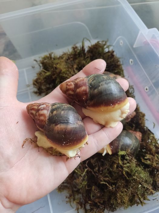 Беніни підлітки,шукають дім.