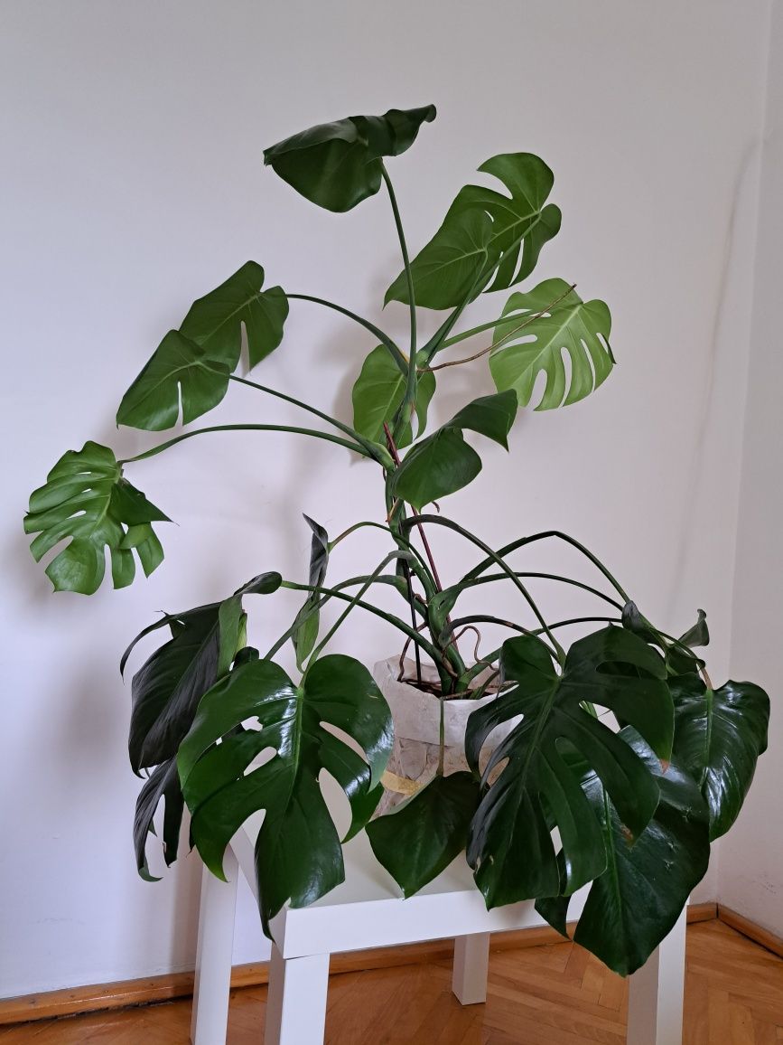 Monstera dziurawa - roślina