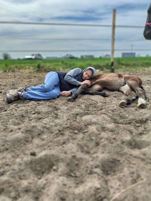 Sprzedam źrebice PKS