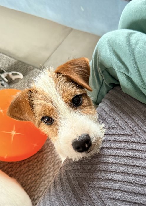 Szczenie Parson Russell Terrier