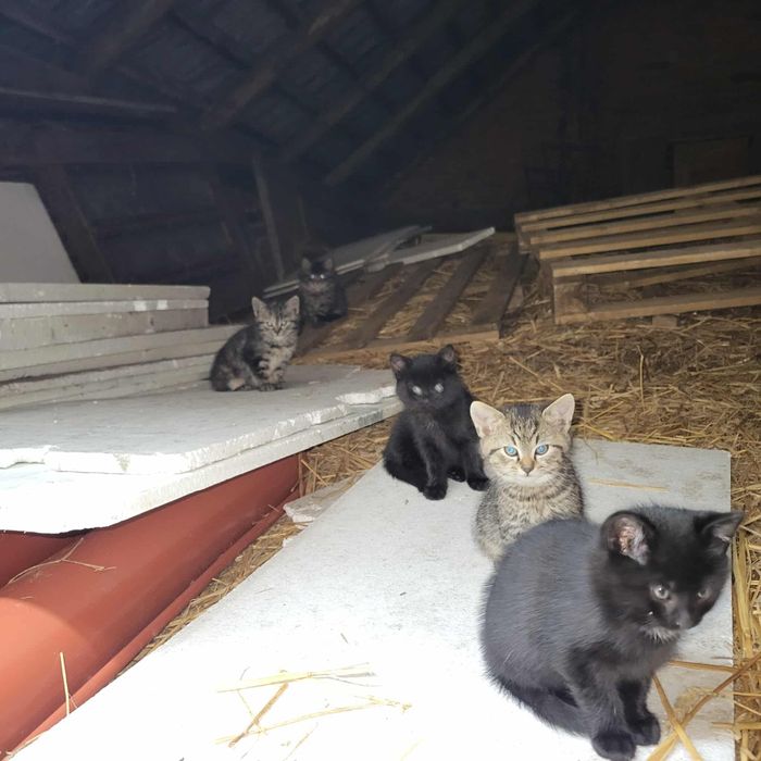 Oddam kotki same jedzą.