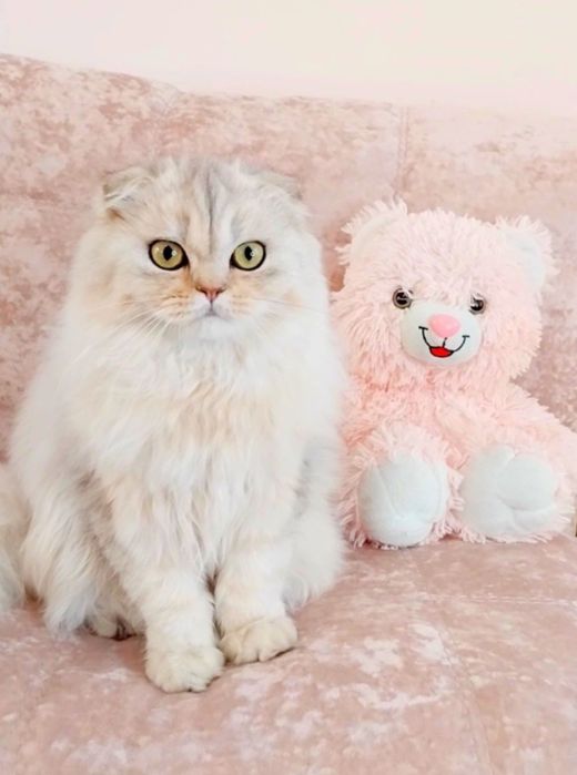 Чарівний хлопчик шотландець