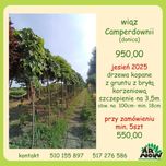 wiąz Camperdownii