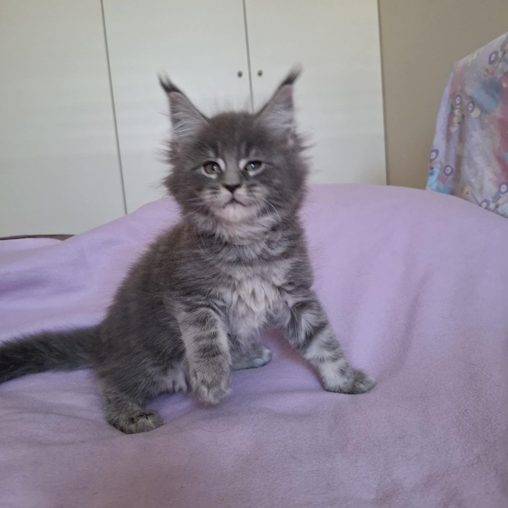 Niebieski kocurek Maine Coon