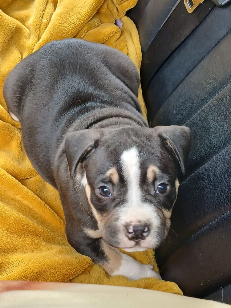 Amstaff śliczny piesek