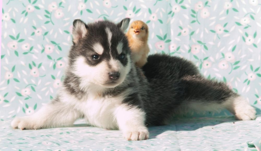 Хлопчики і дівчинка хаскі. Хасята