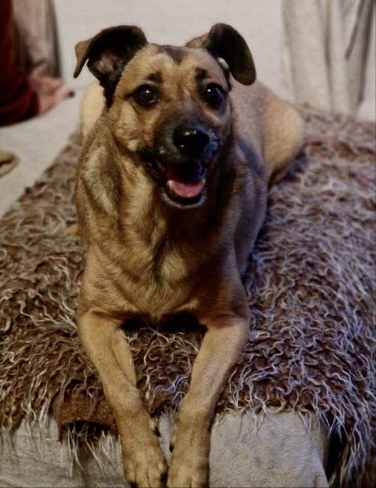 10-letnia Ida szuka pilnie domu